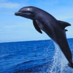 Bottlenose dolphin
