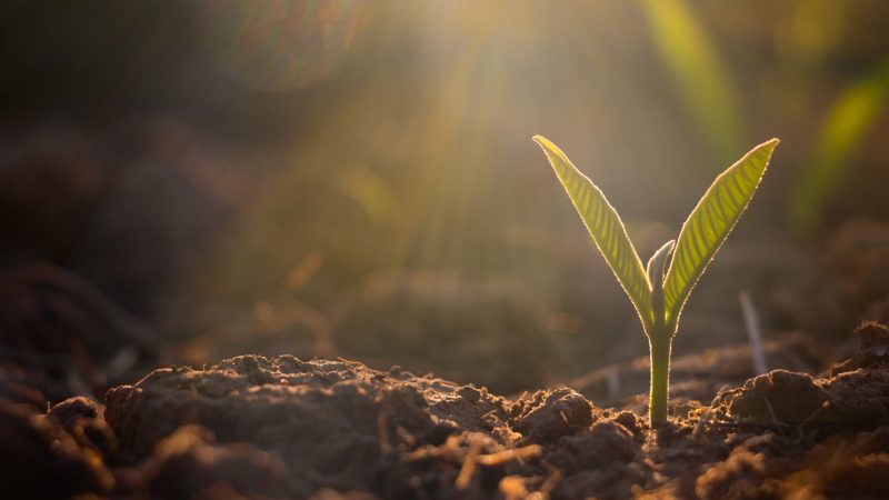 Growing plant,Young plant in the morning light on ground background, New life concept.Small plants on the ground in spring.fresh,seed,Photo fresh and Agriculture concept idea.