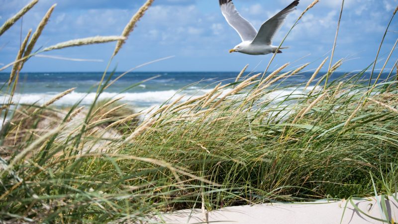 A beautiful shot of a white seagull flying over the coast